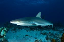Reef Shark. Turks & Caicos by Andy Lerner 